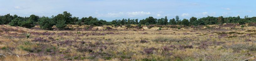 Flowering heather on the Aekingerzand. by Wim vd Neut