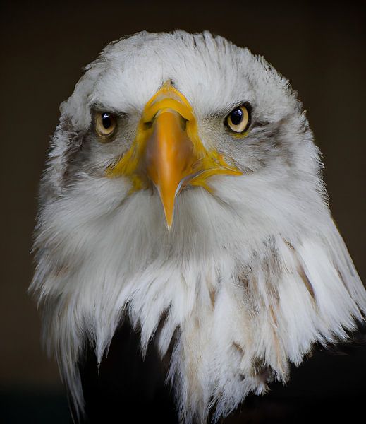 eagle by Jacco Hinke