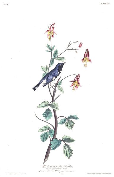 Blaurücken-Waldsänger von Birds of America