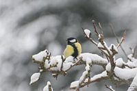 Tit on a snowy twig