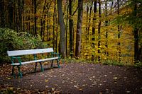 Point de repos dans la forêt d'automne