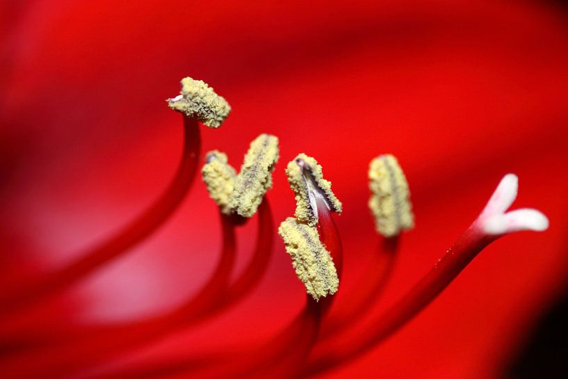 Kus van een cactus von Jolanta Mayerberg