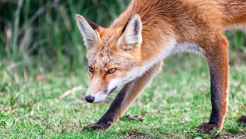 Fuchs auf der Suche nach Beute von Martijn van Dellen