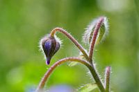 Borago officinalis ou bourrache
