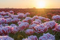 Schöne rosa gefranste Tulpen bei Sonnenuntergang