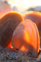 Schelpen in tegenlicht 2