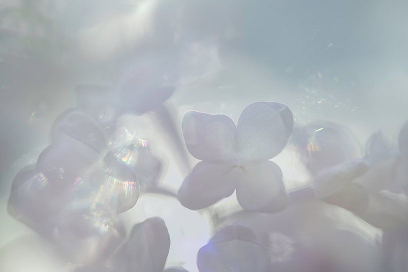 Chuchotements de lumière par Nanda Bussers