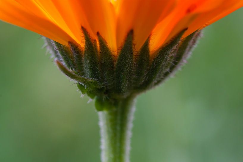 Orange flower by Evelyne Renske
