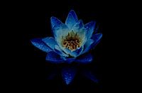 Water Lily