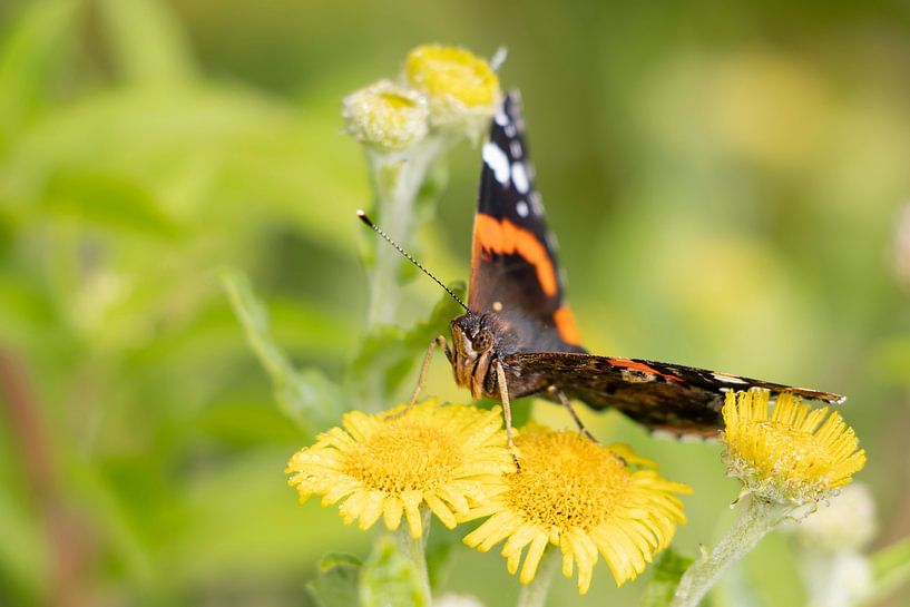 Roter Admiral auf der gelben Blüte der Schlüsselblume von Bas Ronteltap