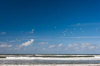 Meeuwen boven de branding op Texel