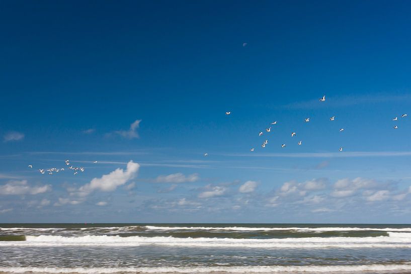 Meeuwen boven de branding op Texel van Martijn Smit