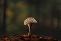 Young Parasol in the evening sun