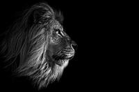 Lion africain sur fond sombre