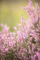 Blühende lila Heidekrautblüten auf der Veluwe.