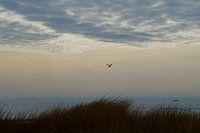 Lovely view on top of the dunes, Texel