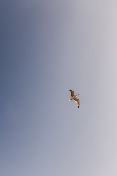 Strand und Dünen Ameland von Roanna Fotografie
