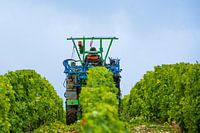 Auf dem Traktor im Weinberg