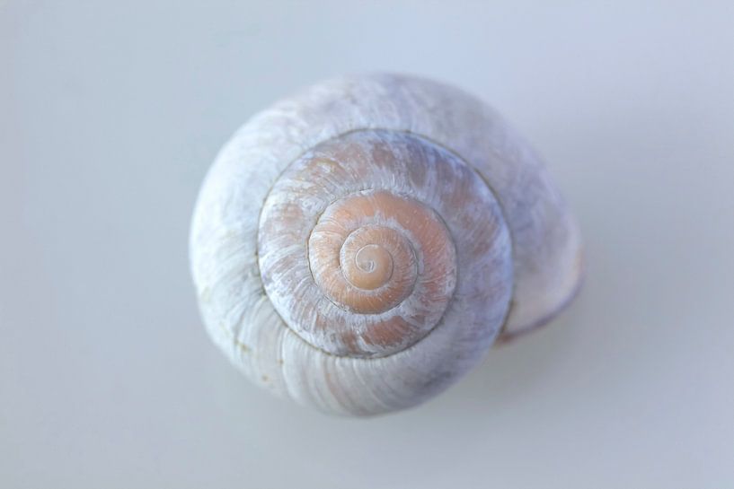 snail shell by Thomas Jäger