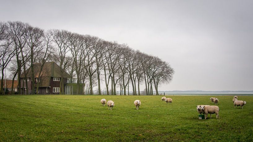 A bit of typical dutch, part two van Patrick Vischschraper