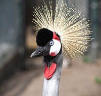 Crown crane