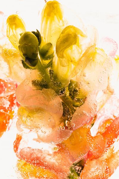 Snapdragon in ice 2 by Marc Heiligenstein