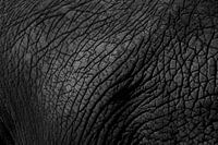 Elephant skin