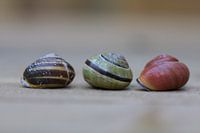 snails