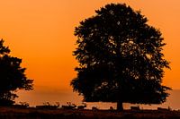 Deer on the Veluwe (2019)