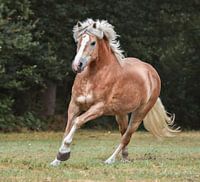 Haflinger