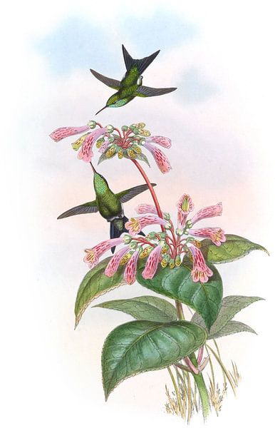 Schillerner Kolibris, John Gould von Hummingbirds