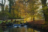 Der vom Sonnenlicht geküsste Baum