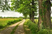Sommerlandschaft mit Straße