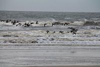 Wellenreiten in der Luft