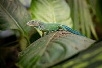 Eidechse auf einem Blatt