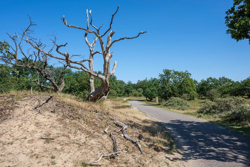 Dune landscape Kennemerduinen by Peter Bartelings