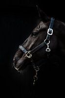 Le cheval noir 2