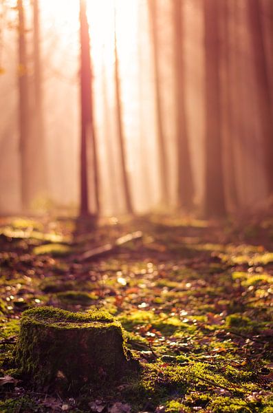 Speulderbos 15 von Deshamer