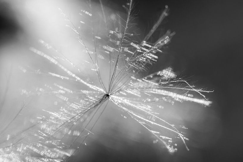 Distelpluis lowkey van Lucia Leemans