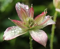 Rose-witte clematis na een regenbui