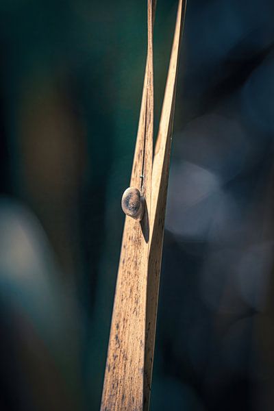 Bain de soleil par Pixel4ormer