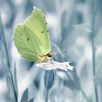 Butterfly brimstone
