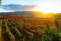 Raisins dans un vignoble près de la plantation viticole de Pacheca sur le fleuve Douro au Portugal