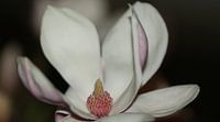 Magnolia in boei