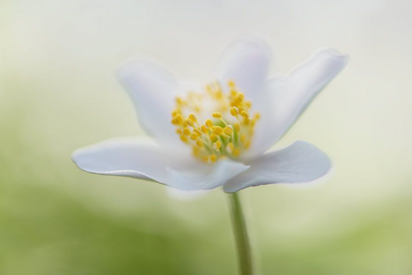 Wood anemone by Robert van Hall