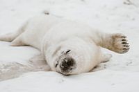 Chiot phoque | Helgoland | Allemagne