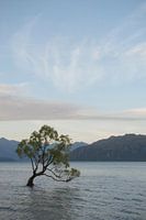 "Der Wanaka-Baum"