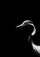 Demoiselle Crane ( Grus Virgo )