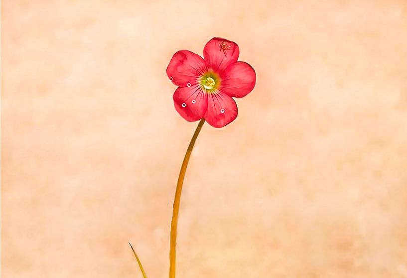 KLAVERTJEVIER IN BLOEI (ALEXX FAASSE, 2016) by Alex Faasse