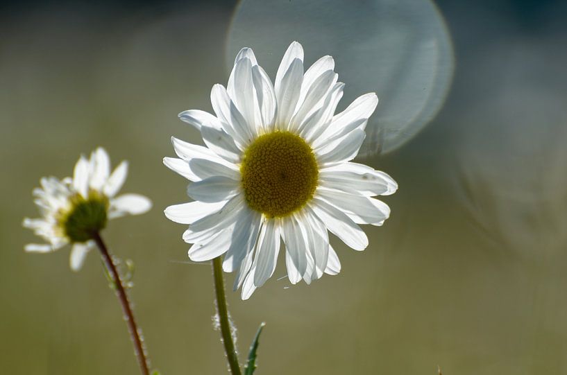 Flower by Jaap Kloppenburg